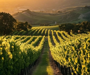 Vineyard