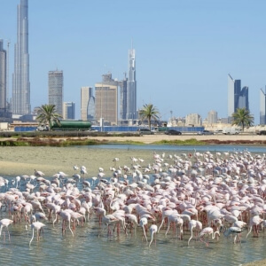 RAS AL KHOR WILDLIFE SANCTUARY