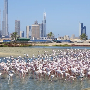 Ras Al Khor Wildlife Sanc.