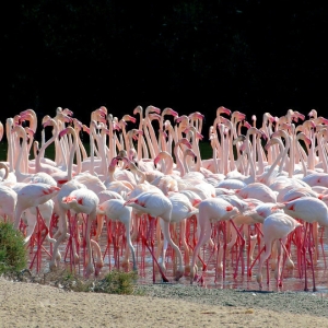 RAS AL KHOR WILDLIFE SANCTUARI