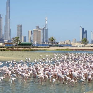 RAS AL KHOR WILDLIFE SANCTUARY